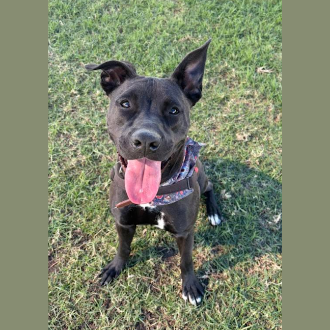 Photo of Trixie