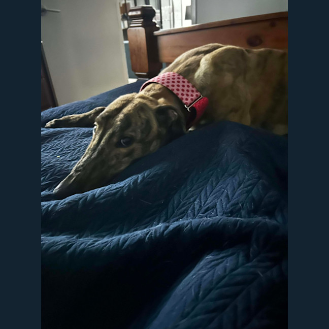 Photo of Richie The Greyhound 