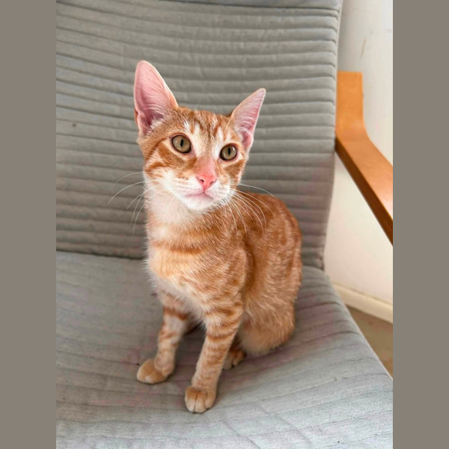 Photo of Bowie 