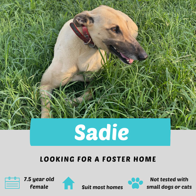 Photo of Sadie