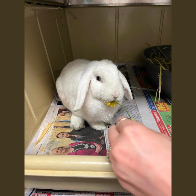 Photo of Bunny Parton & Bun Scott *From Pet Stock Milperra* 