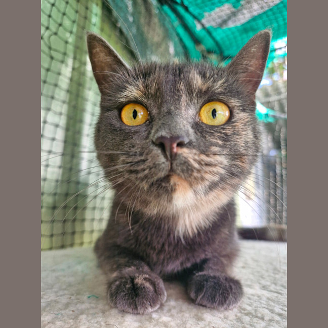 Photo of Twinkles