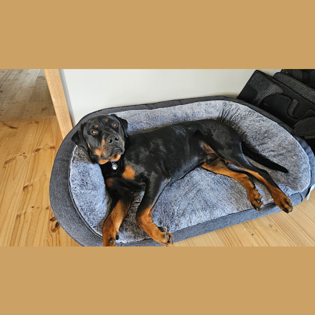 Photo of Shadow
