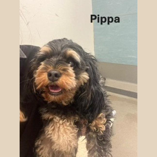 Photo of Pebbles & Pipps