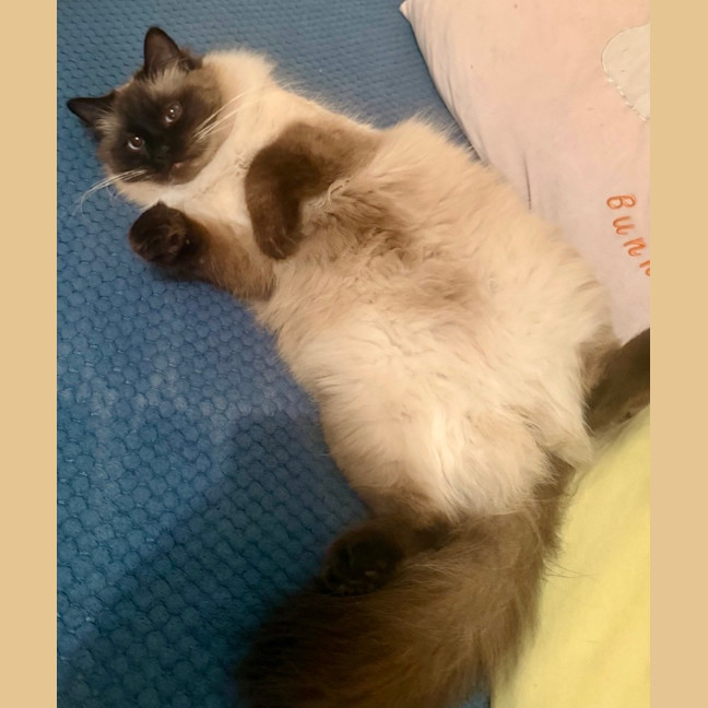 Photo of Kimba
