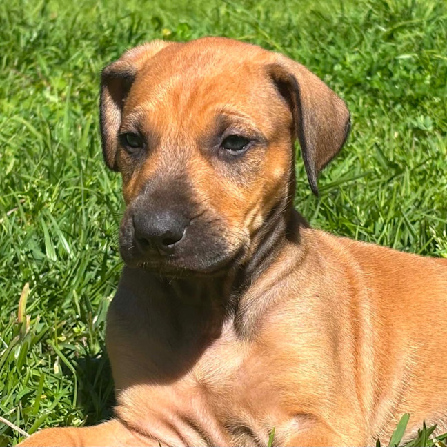 Photo of Kobi