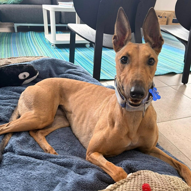 Photo of Delphine The Greyhound