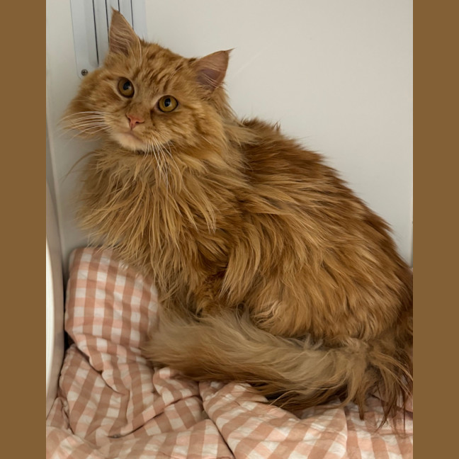 Photo of Garfield