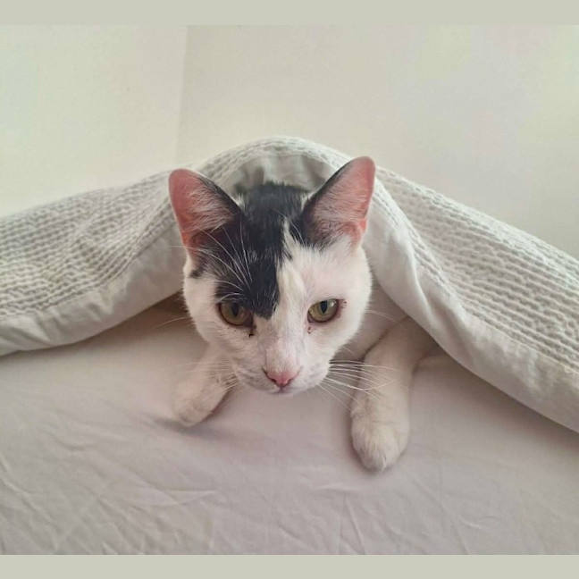 Photo of Little Guy   In Foster In Care In Brunswick East