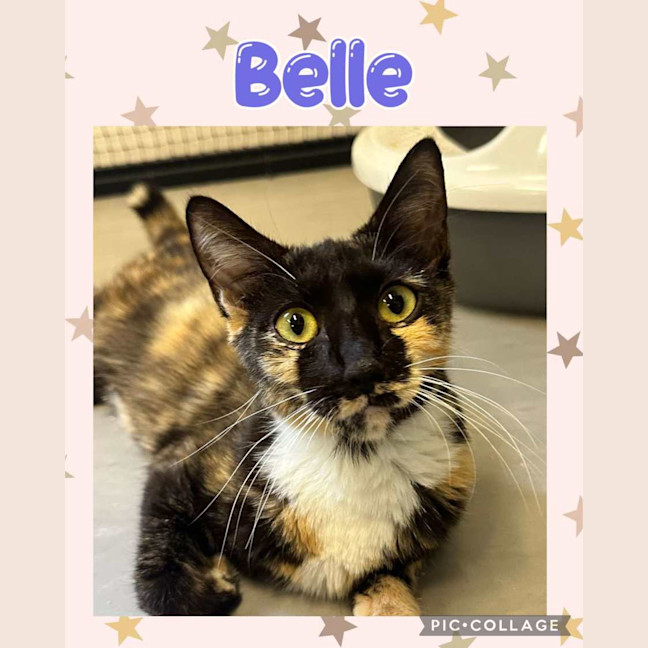 Photo of Belle