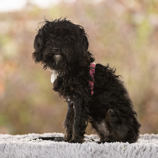 Photo of Benji