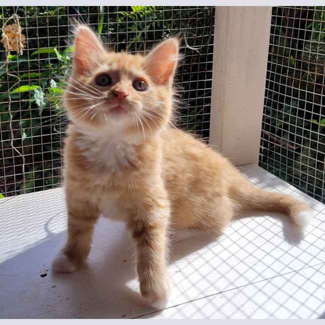 Photo of Cheeto (K54)