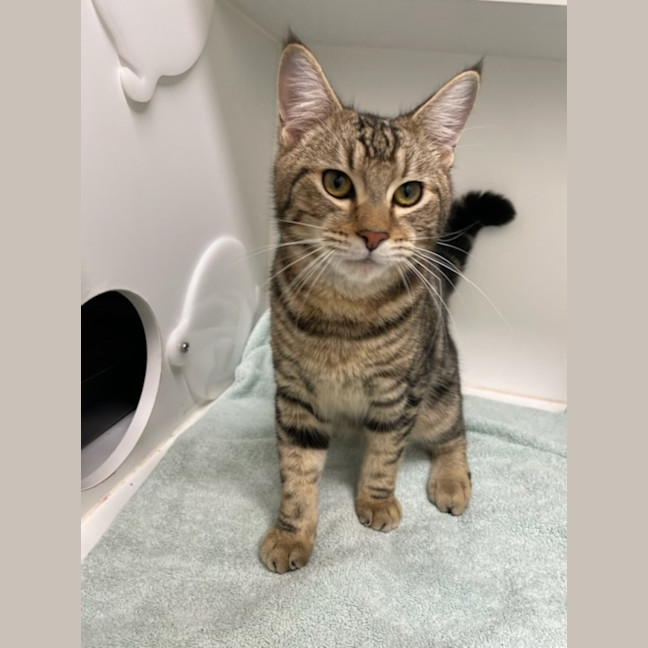 Photo of Banjo