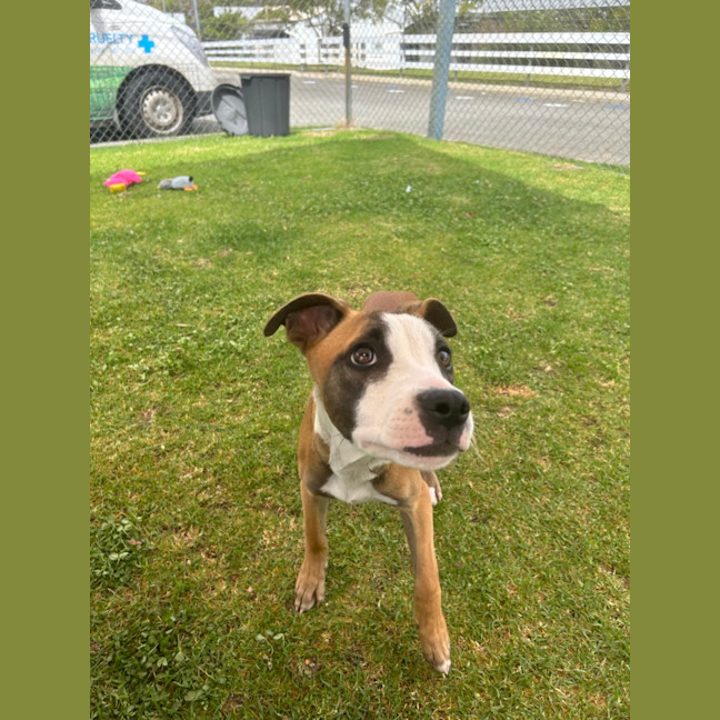 Photo of Dawnie