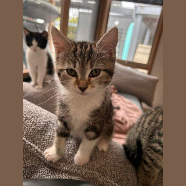 Photo of Olive