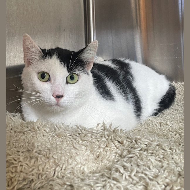 Photo of Madam Delacroix And Lady Danbury