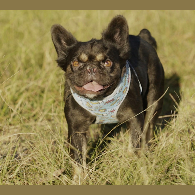 Photo of Gidget   3 Year Old French Bulldog