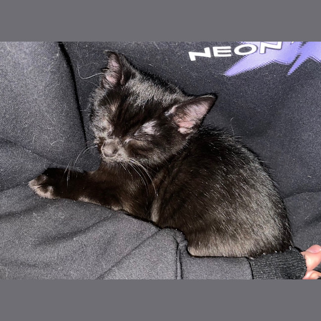 Photo of Binx
