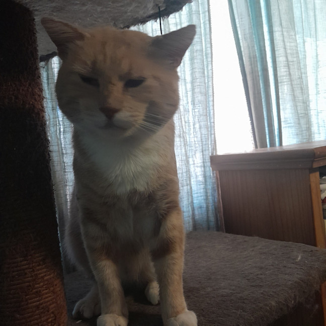 Photo of Lord Ludwig Smoochybutt