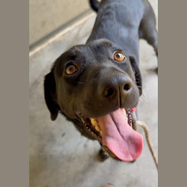 Photo of Luna