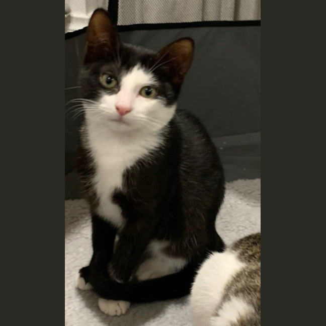 Photo of Bert Meet Me@Petstock Keysborough Store