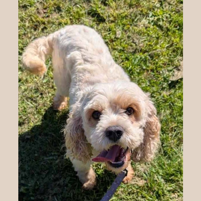 Photo of Odie
