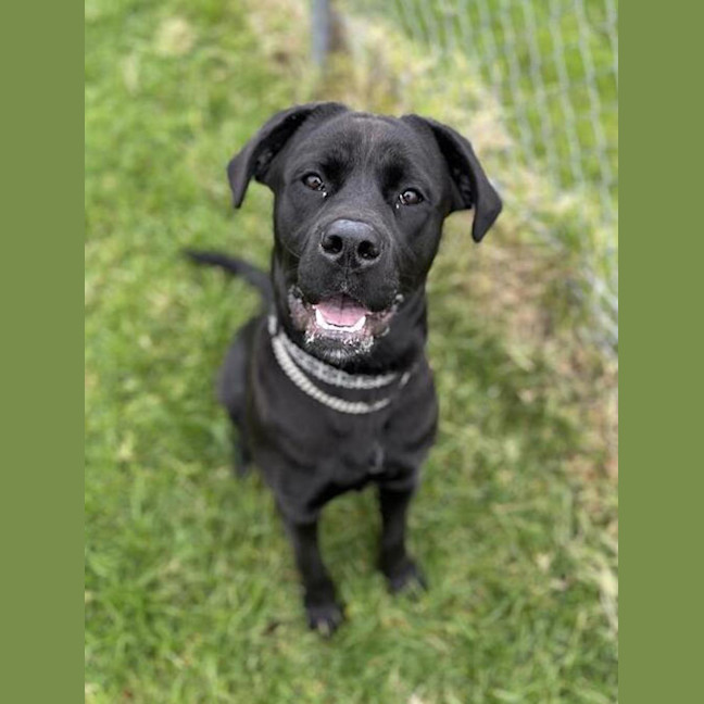 Photo of Laika