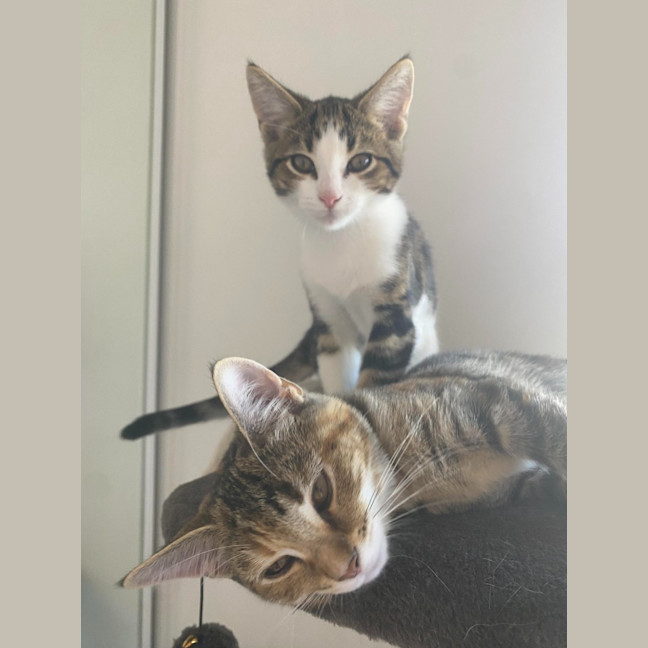 Photo of Ross Golden