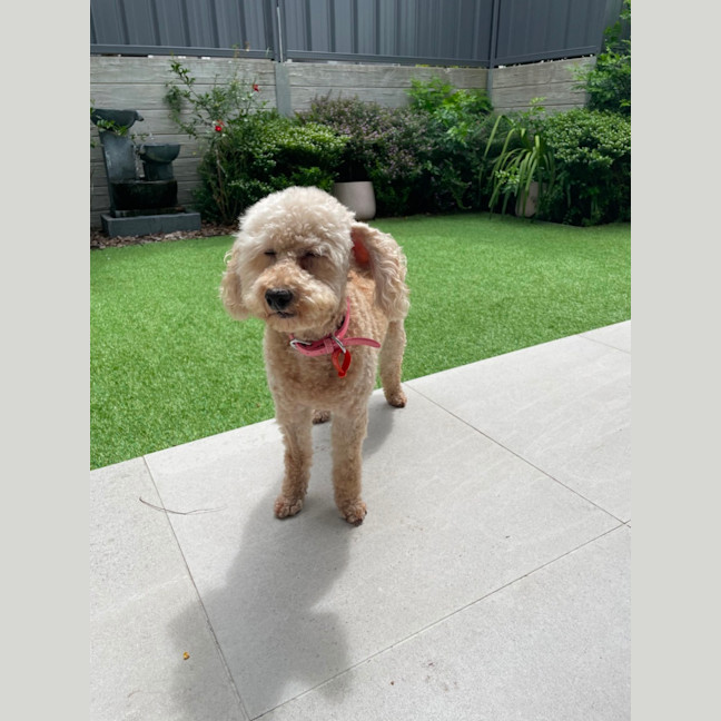 Photo of Sweet Little Lily