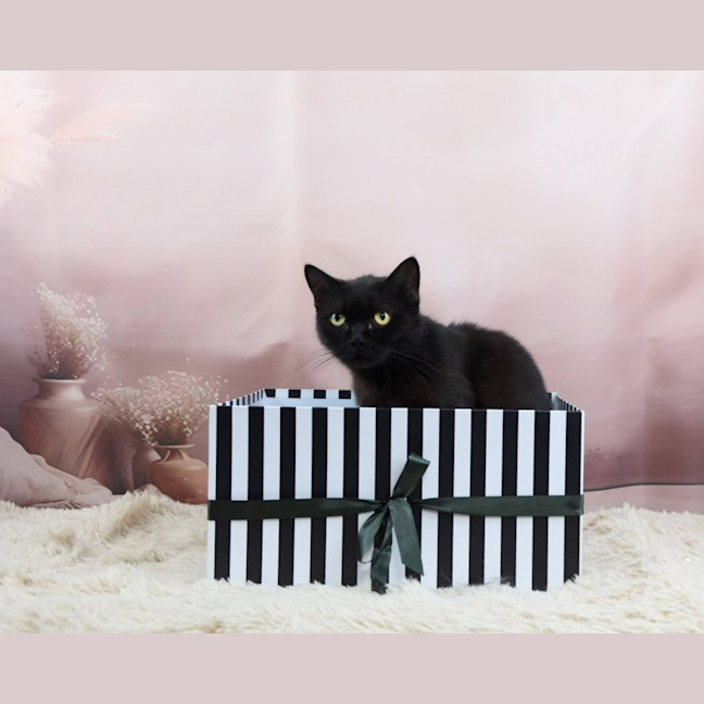 Photo of Cinder