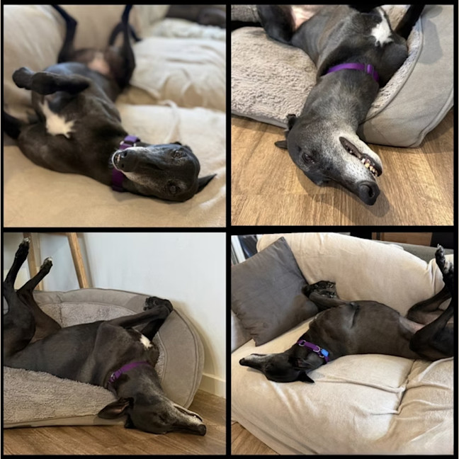 Photo of Shyla