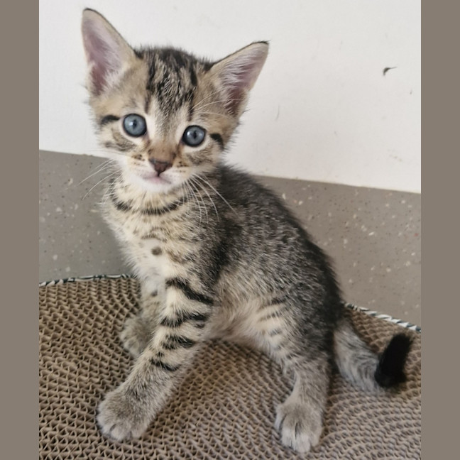 Photo of C1513 Simon