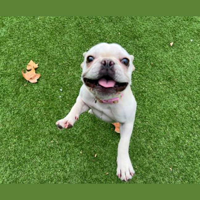 Photo of Buttercup