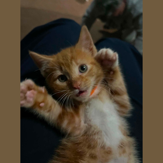 Photo of Cheetoh