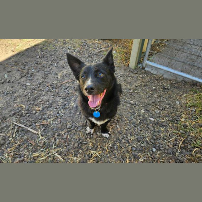 Photo of Thor