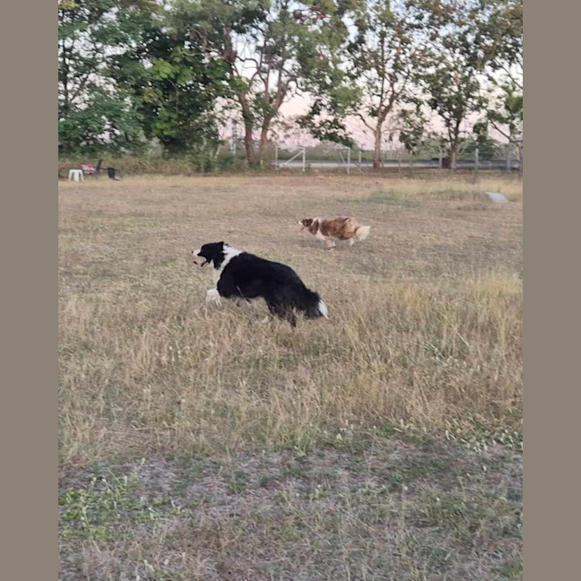 Photo of Coach And Coco