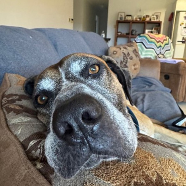 Photo of Duke *$250 Adoption Fee*