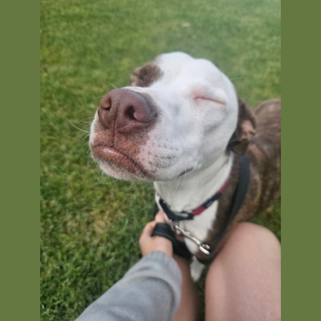 Photo of Stella 