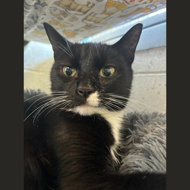 Photo of Pepsi
