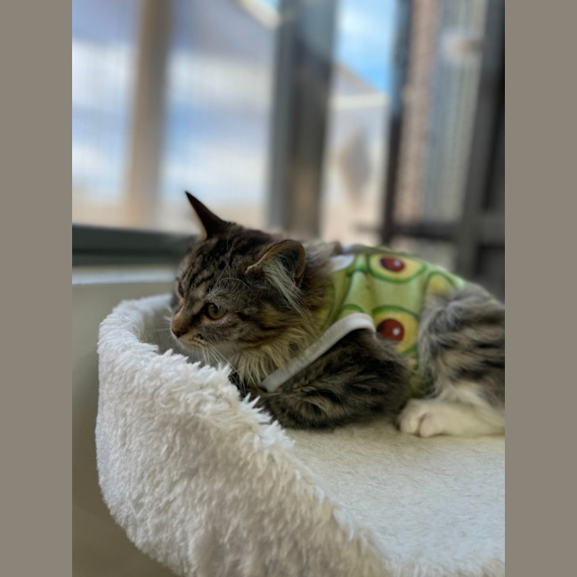 Photo of 🐦 Chirper 5882 🐦