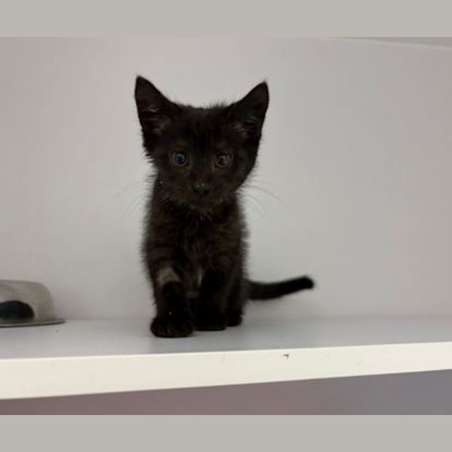 Photo of Lucky