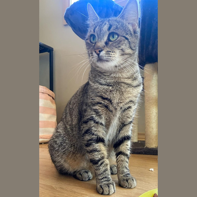Photo of Tilly