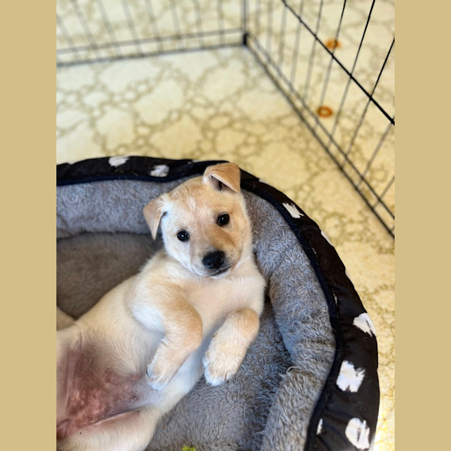 Photo of Thea   8 Week Old Staffy X Koolie (Hold)