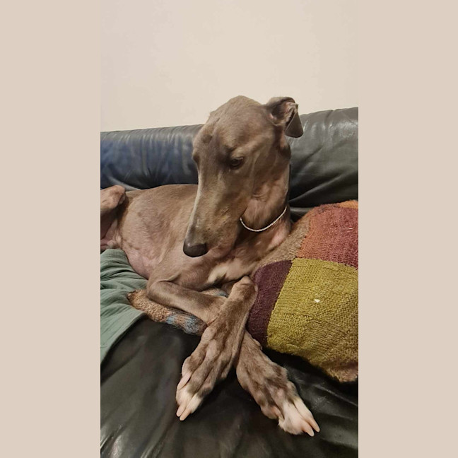 Photo of Royal