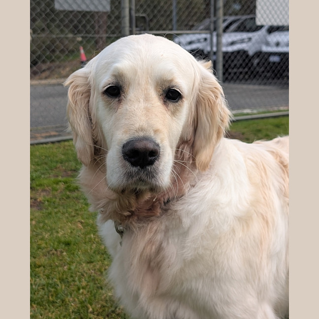 Photo of Honey