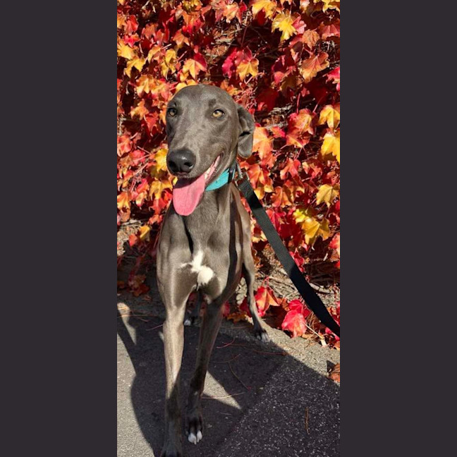 Photo of Caper