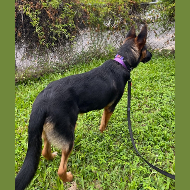 Photo of Lavender *$350 Adoption Fee*