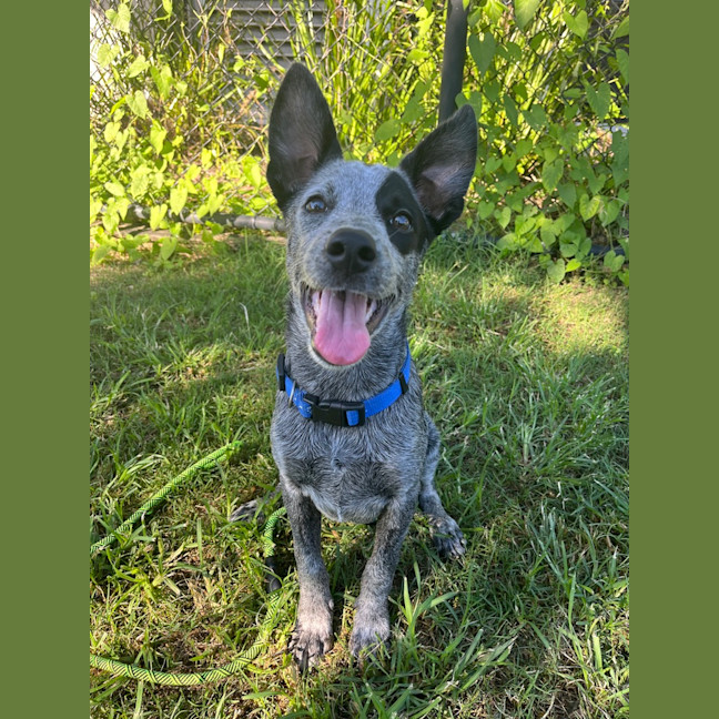 Photo of Gracie