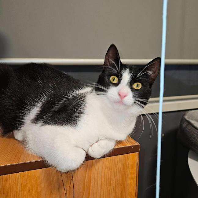 Photo of Libby ** 2nd Chance Cat Rescue **