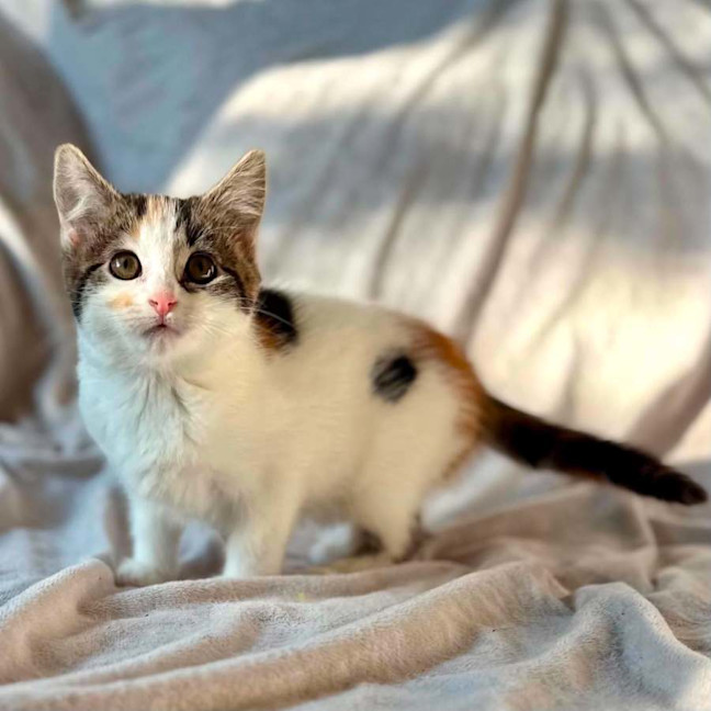 Photo of Lady Lamington   In Foster Care In Bentleigh